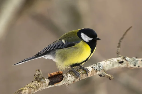 Great Tit Parus Major Perched Forest Early Spring — Foto de Stock
