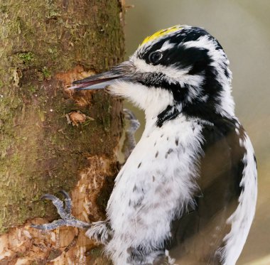 Avrasyalı üç parmaklı ağaçkakan (Picoides tridactylus) erkek. İlkbaharda ormanda beslenir.. 