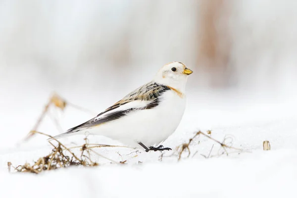 Snow Bunting Plectrophenax Nivalis Standing Snow Early Spring — Stock Photo, Image