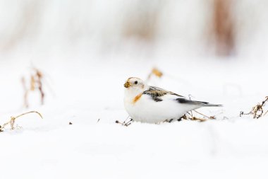 Kar kiraz kuşu (Plectrophenax nivalis) ilkbaharın başında karda oturur. 