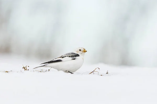 Snow Bunting Plectrophenax Nivalis Sitting Snow Early Spring — Stock Photo, Image