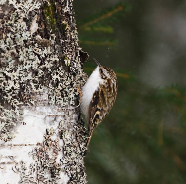 Avrasya Ağaç Bekçisi (Certhia tanıdık) bahar başlarında hafif kar yağışında ormanda yiyecek arar.