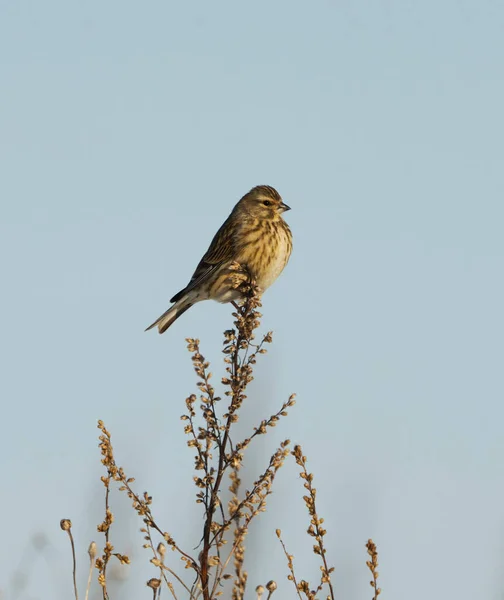 Common Linnet Linaria Cannabina Perched Twig Early Spring — Stock Photo, Image