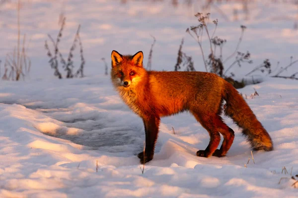 早春の雪の中に立つ日の出に赤い狐 — ストック写真