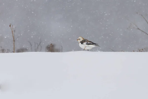 Snow Bunting Plectrophenax Nivalis Běží Sněhu Silném Sněžení Začátku Jara — Stock fotografie