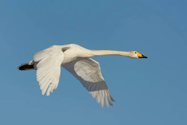 Whooper Swan Cygnus Cygnus Flying Blue Sky Spring — Stock Photo, Image