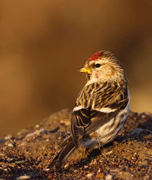 Common Redpoll Acanthis Flammea Feeding Seeds Ground Early Spring — Stock Photo, Image