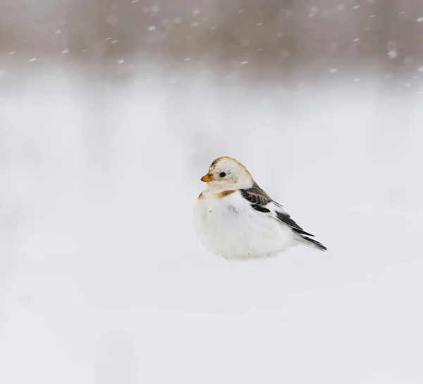 Полювання Сніг Plectrophenax Nvalis Сидить Снігу Сильних Снігопадах Ранньої Весни — стокове фото