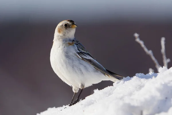 Snow bunting (Plectrophenax nivalis) standing in the snow in early spring.
