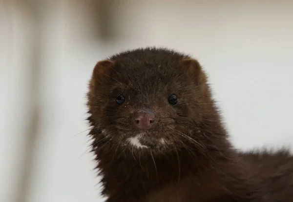 American Mink Neogale Vison Closeup Early Spring Morning — Stok Foto