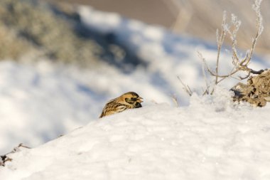 İlkbaharın başında kar üzerinde oturan Laponya Uzunspur veya Bunting (Calcarius Lapponicus).