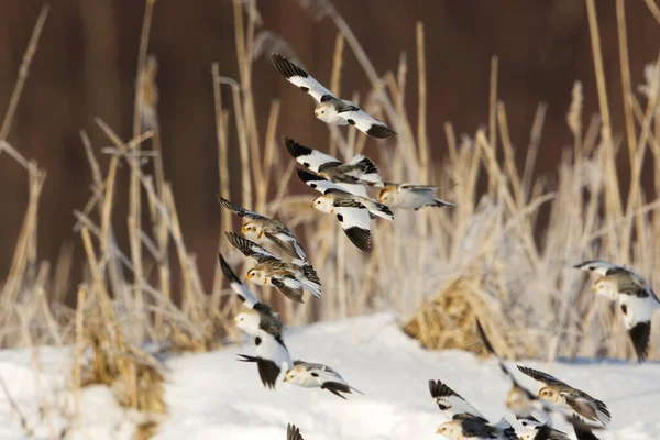 Snow Buntings Plectrophenax Nivalis Flying Field Early Spring — Stock Photo, Image