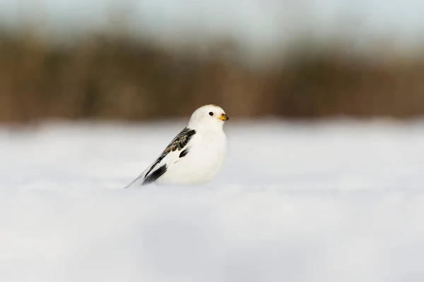 Полювання Сніг Plectrophenax Nvalis Стоїть Снігу Ранньою Весною — стокове фото