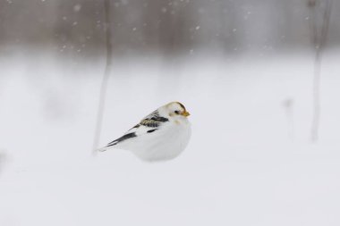 Kar kirazları (Plectrophenax nivalis) ilkbaharın başlarında yoğun kar yağışı altında karların üzerinde oturuyorlar.