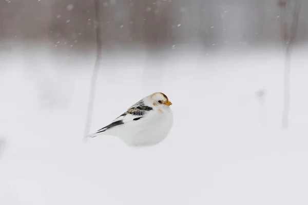 早春の大雪の中 雪の中に座る雪のバンティング Plectrophenax Nivalis — ストック写真