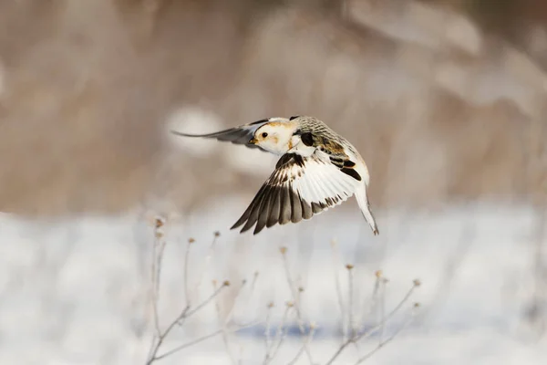 春の野外での雪遊び プレクトロフェナクス ニヴァリス — ストック写真