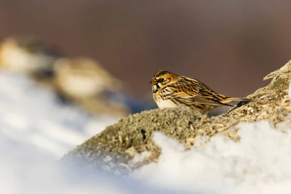 Lapland Longspur Bunting Calcarius Lapponicus Resting Field Early Spring — Stock Photo, Image