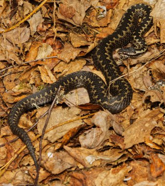 Yaygın Avrupa engerek yılanı (Vipera berus) baharda güneşleniyor.
