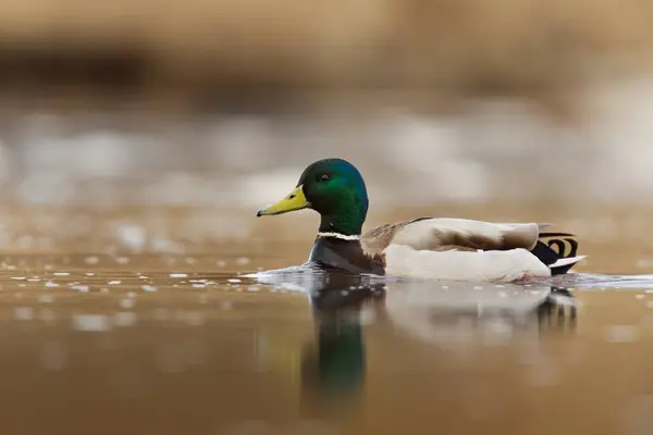 Stockente Anas Platyrhynchos Männchen Schwimmt Frühling Fluss — Stockfoto