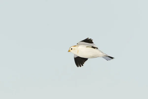 Nieve Bunting Plectrophenax Nivalis Volando Cielo Azul Principios Primavera — Foto de Stock