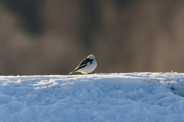 Snow bunting (Plectrophenax nivalis) sitting in the snow backlit in early spring.
