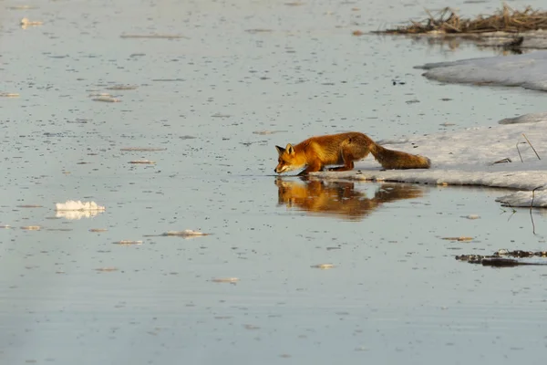 Red Fox Vulpes Vulpes Stalking Edge Ice River Spring — Stock Photo, Image