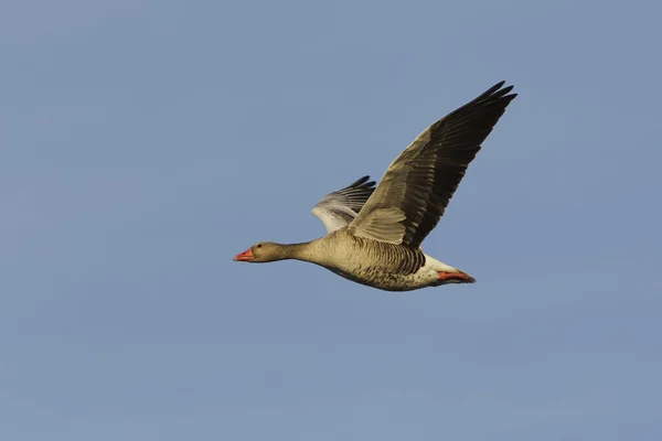 Greylag Goose Graylag Goose Anser Anser Flying Sky Spring — Stock Photo, Image