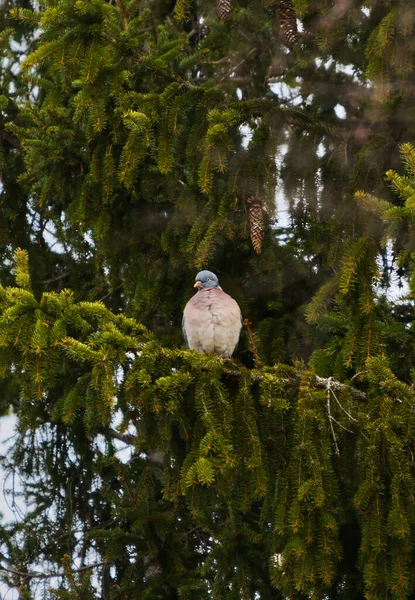 가문비나무에 일반적 비둘기 칼럼바 — 스톡 사진