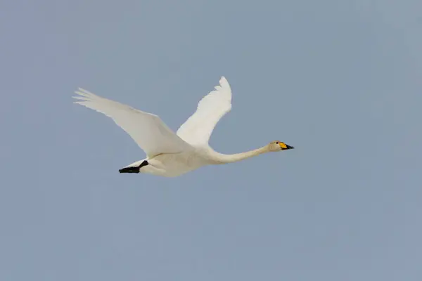 stock image Whooper swan (Cygnus cygnus) flying in the blue sky in spring.