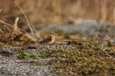 Yaygın linnet (Linaria cannabina) baharda yerde oturur.