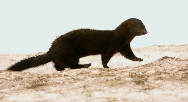 American mink (Neogale vison) running on the ice in early spring morning. clipart