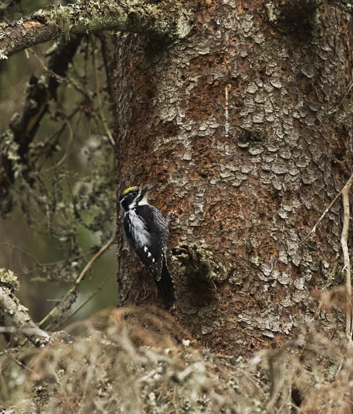 Евразийский Трёхпалый Дятел Picoides Tridactylus Самец Лесу Ищет Пищу Весной — стоковое фото
