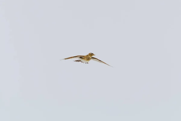 Eurasian Skylark Alauda Arvensis Létající Jaře Obloze — Stock fotografie