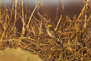 Twite (Linaria flavirostris) baharda tarlada bir dal üzerine tünemişti..