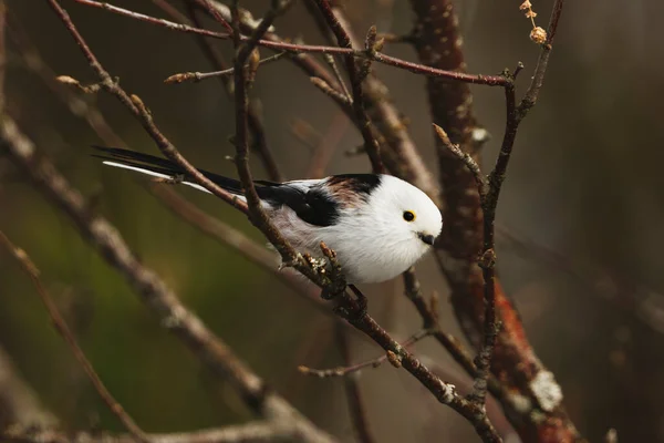 Long Tailed Tit Aegithalos Caudatus Sitting Branch Forest Spring — Stock fotografie