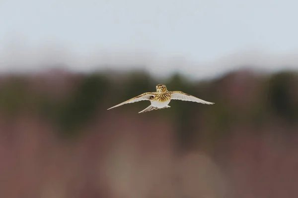 Skylark Eurasiático Alauda Arvensis Voando Primavera — Fotografia de Stock