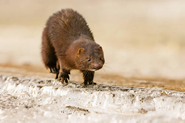 American Mink Neogale Vison Running Ice Early Spring Morning — Stock Photo, Image