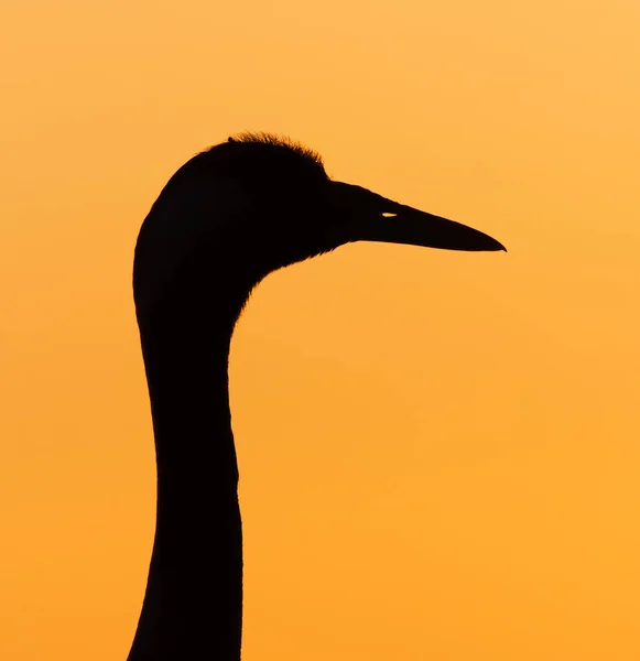Common Crane Grus Grus Silhouette Closeup Sunset Spring — Stock Photo, Image