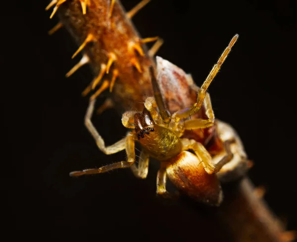 Kis Pók Mászás Tövises Gallyak Közelről Makró — Stock Fotó