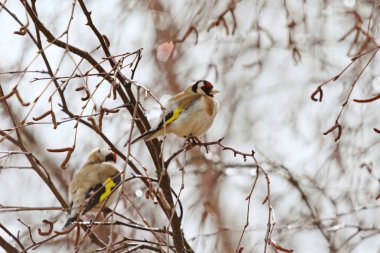 Avrupa ispinozu (Carduelis carduelis) baharda yağmurdan sonra bir huş ağacına tünedi.