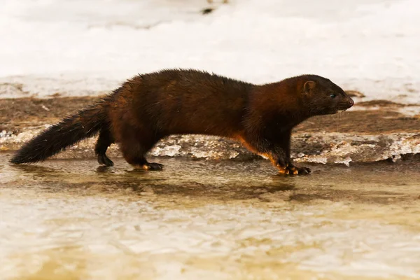 American Mink Neogale Vison Running Ice Early Spring Morning — Stock Photo, Image