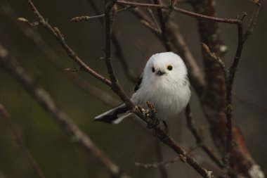 long-tailed tit (Aegithalos caudatus) sitting on a branch in the forest in spring.