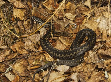 Yaygın Avrupa engerek yılanı veya yaygın Avrupa engereği (Vipera berus) baharın başlarında güneşleniyor.