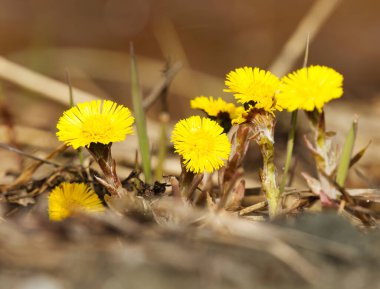 Bahar aylarında Coltsfoot (Tussilago farfara) çiçekleri.