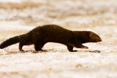 American mink (Neogale vison) running on the ice in early spring morning. clipart
