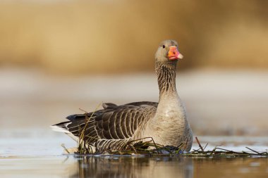 Greylag kaz veya graylag kaz (Anser anser) baharda nehirde yüzer.