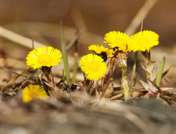 stock image Coltsfoot (Tussilago farfara) flowers in spring.