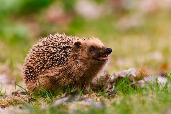 European Hedgehog Erinaceus Europaeus Sniffing Air Searching Food Grass — Stock Photo, Image