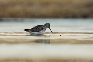 İlkbaharda sulak alanlarda yaygın yeşil bant (tringa nebularia) beslenir.