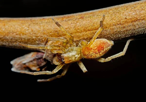 Kis Pók Mászik Egy Gallyra Közelről Makró — Stock Fotó